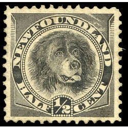 newfoundland stamp 58i newfoundland dog 1898