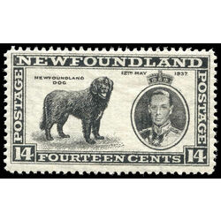 newfoundland stamp 238v newfoundland dog 14 1937 M F VFNH 001