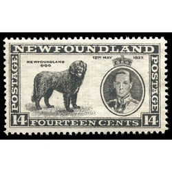 newfoundland stamp 238vi newfoundland dog 14 1937